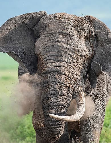 Africa, Tanzania, Ngorongoro Conservation Area. Close-up of elephant dusting itself. Animals Print